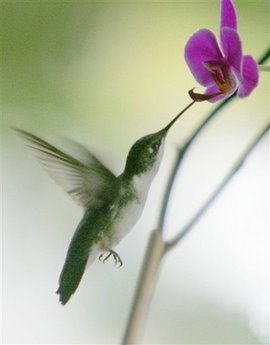 [HummingbirdPhalaenopsis.jpg]