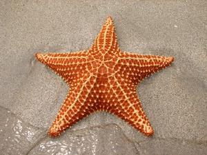 [716060-Bocas-del-Toro-Starfish--Estrella-de-Mar-0.jpg]
