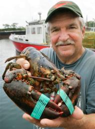[Massachusetts+lobster.jpg]