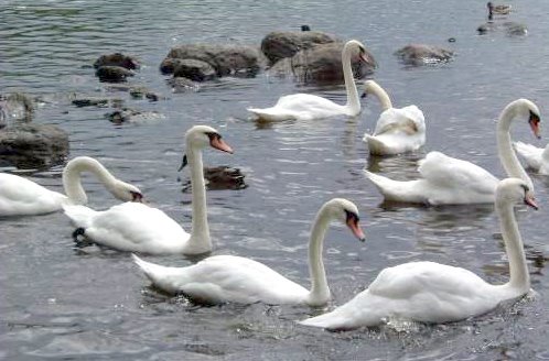 [Swans+011.jpg]