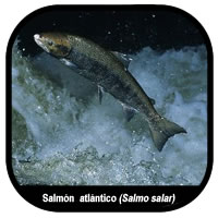 [salmon1.jpg]