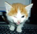 [cat+on+keyboard.jpg]