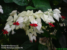 Clerodendrum sp. Lamiaceae