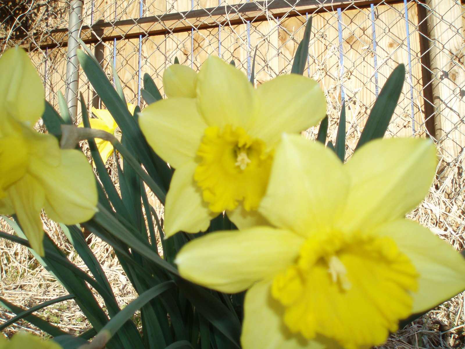 [Backyard+Daffodils.JPG]