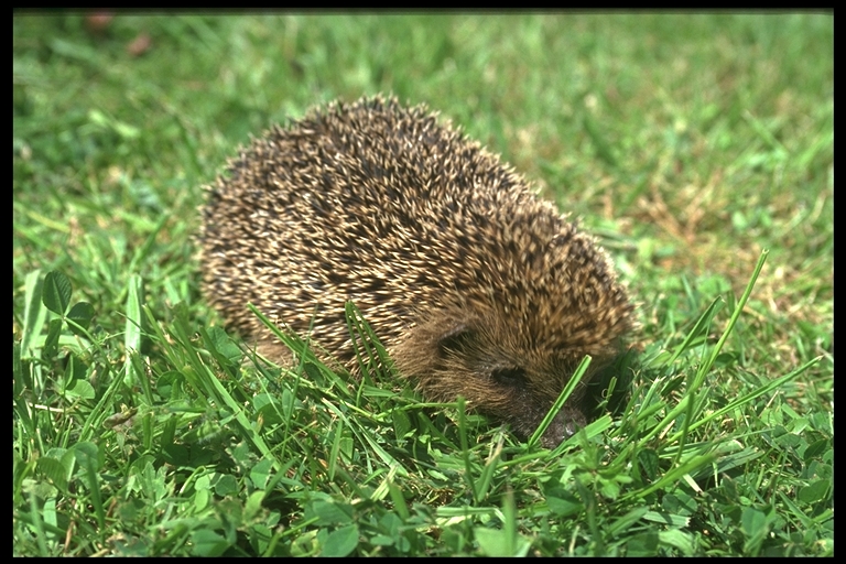 [Hedgehog+485092.jpg]