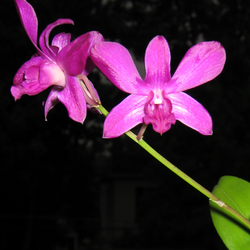 [orchid_2_cr_3.png]