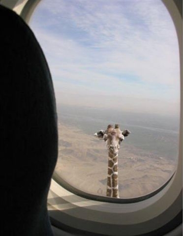 [avion-girafe-afrique.jpg]