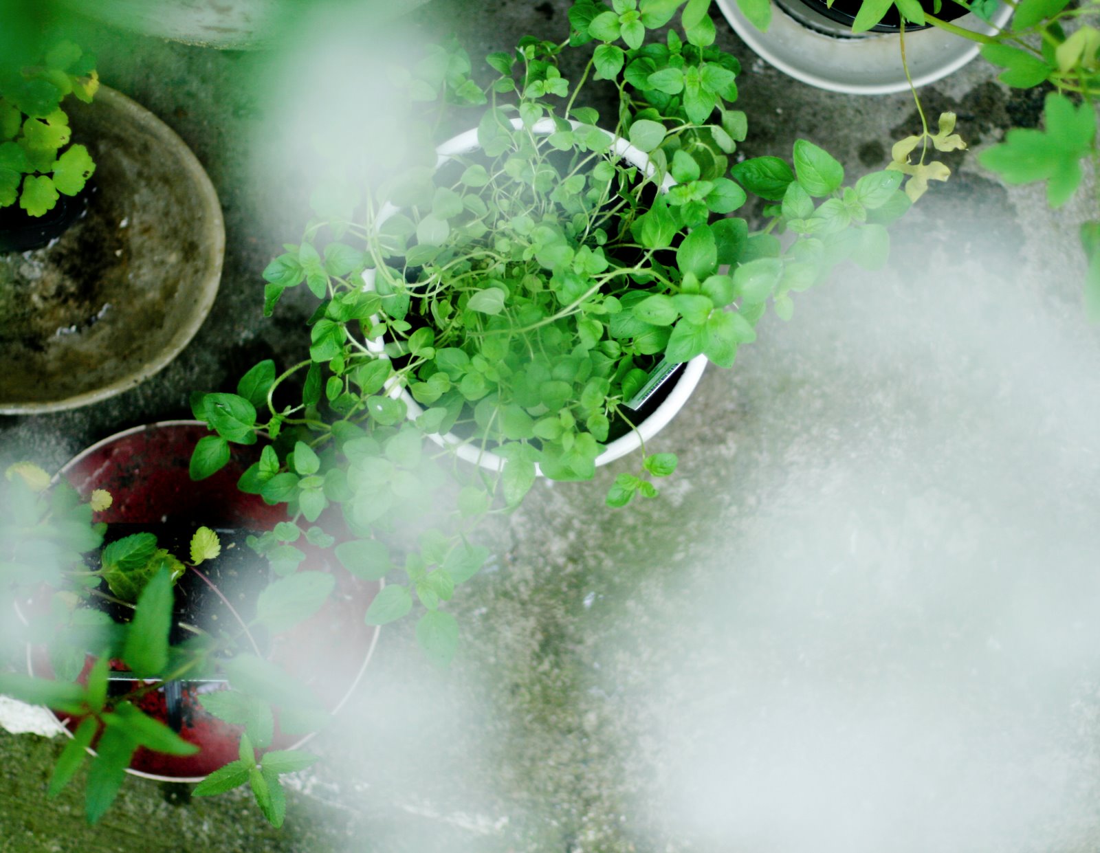 [new+plants+blur.jpg]