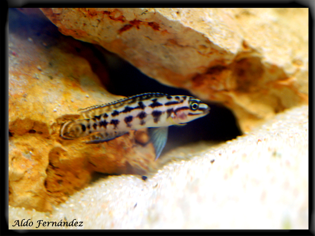[Julidochromis+Marlieri+juvenil+cerca+de+roca.jpg]