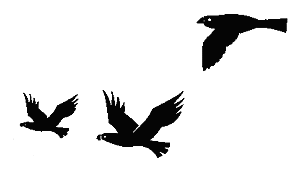 [birds-black3.gif]