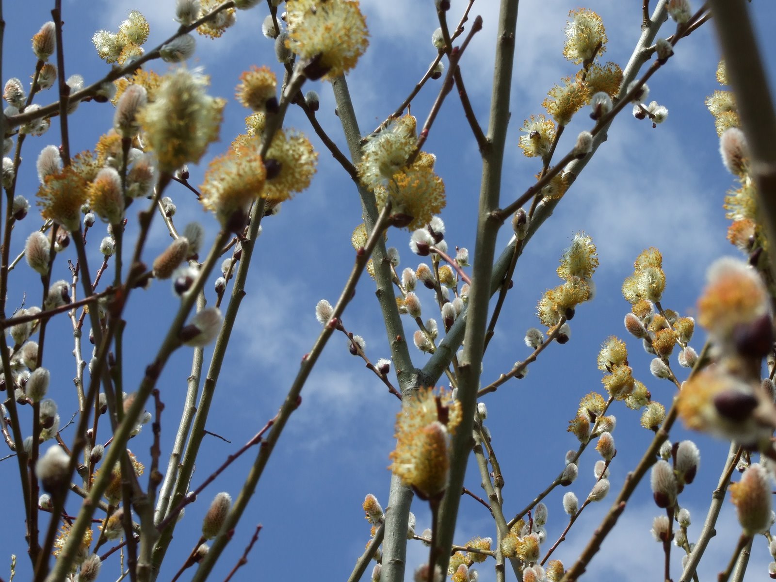 [Pussy+Willow+catkins+against+blue+sky+03.jpg]