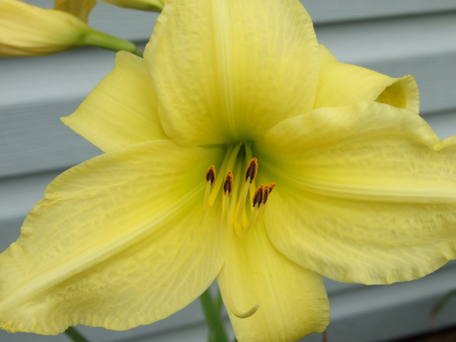 [Petta's+yellow+day+lily+1+~+scaled.jpg]