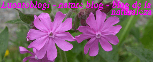 Luontoblogi - nature blog - blog de la naturaleza