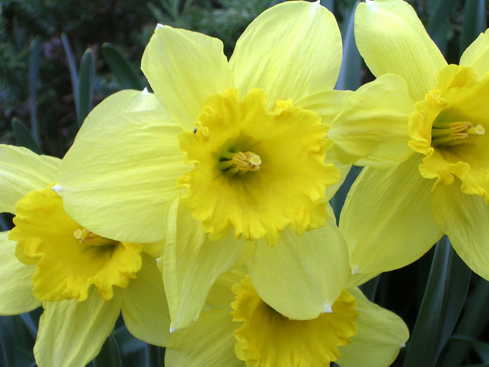 [daffodils+07+spring+0031.jpg]