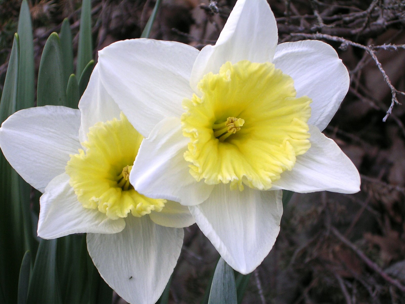 [daffodils+07+spring+0071.jpg]
