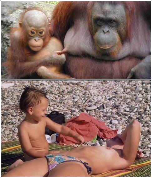 [macaco+igual+a+bebe.jpg]
