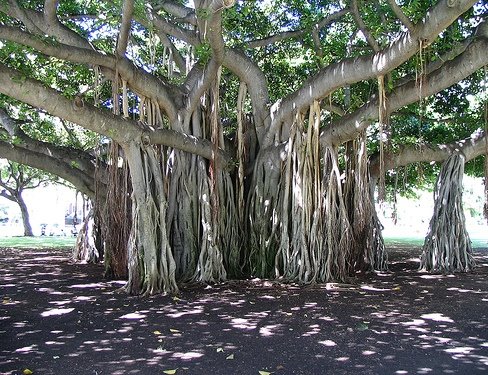 [banyan-tree-aerial-root.jpg]