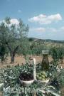 [tuscan+olives.jpg]