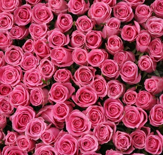 [LO-beautiful_hot_pink_roses_for_valenties_da-1499803.jpg]