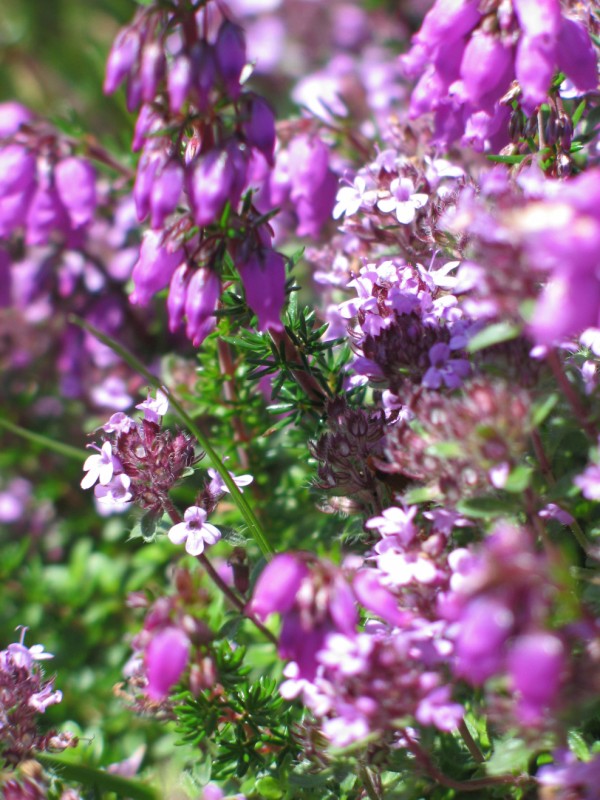 [074+-+Heather+and+thyme.jpg]