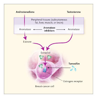 endometrial cancer from tamoxifen