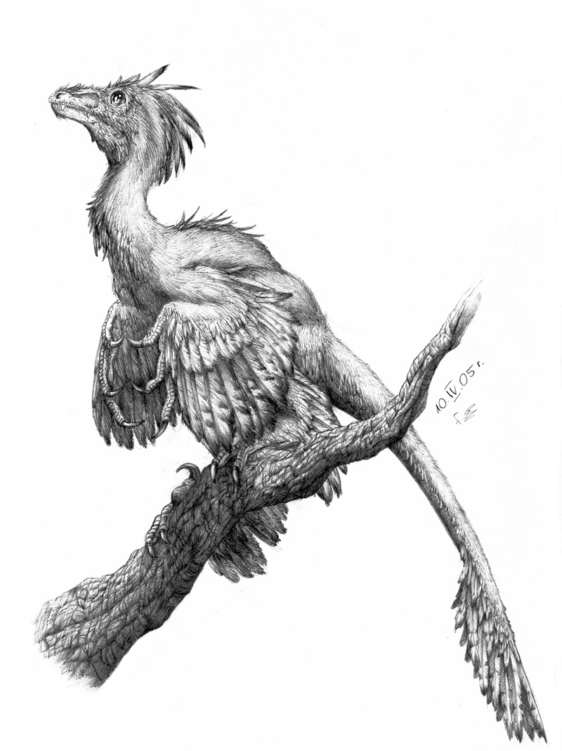 [Microraptor_gui_by_Sheil.jpg]