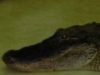 [crocodil200.jpg]