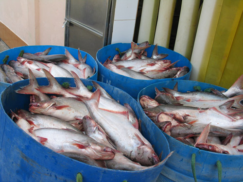 [Whole-Pangasius-in-Buckets.jpg]