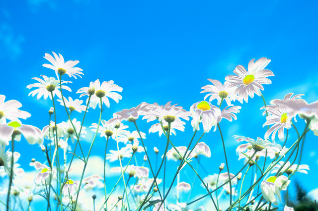 [flowers-daisies.jpg]