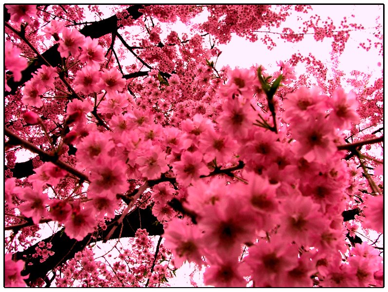 [Pink_Flowers.jpg]
