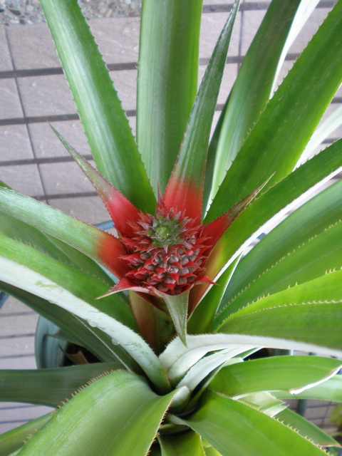 [pineapple1.jpg]