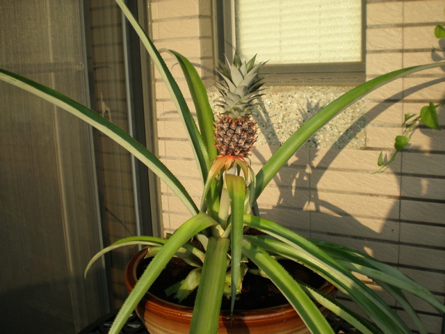 [pineapple07May08.jpg]