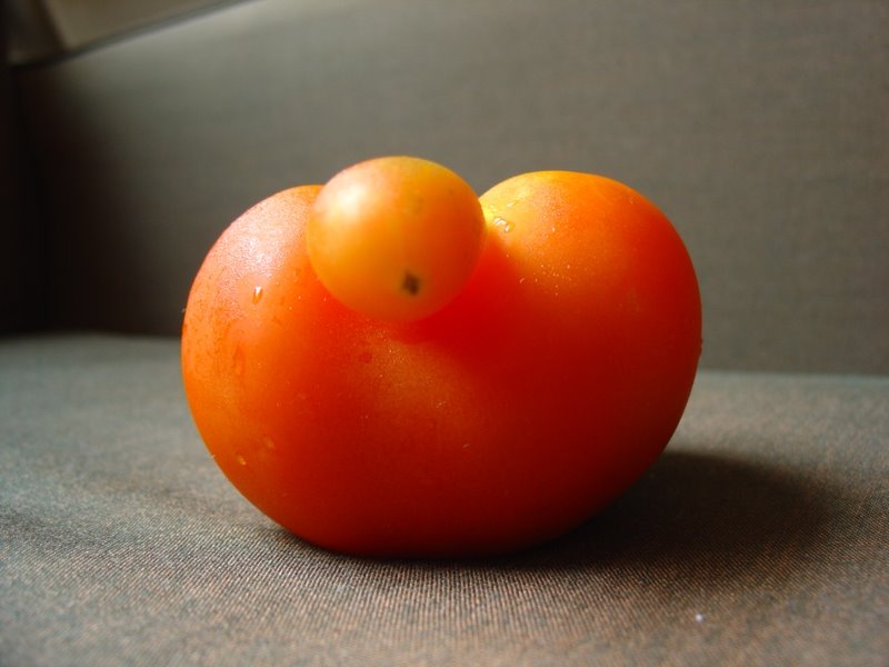 [Tomate+(6).JPG]