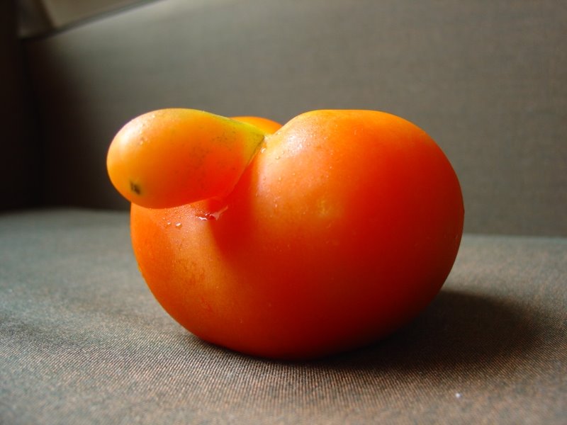 [Tomate+(5).JPG]