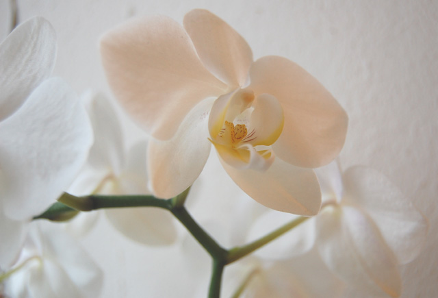 [Orkide.jpg]
