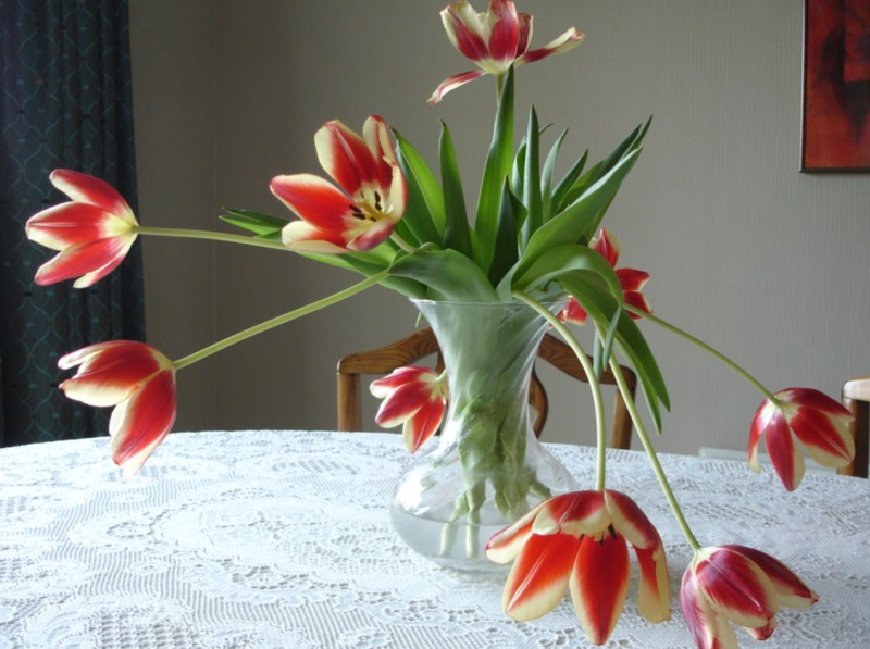 [Tulips3.jpg]