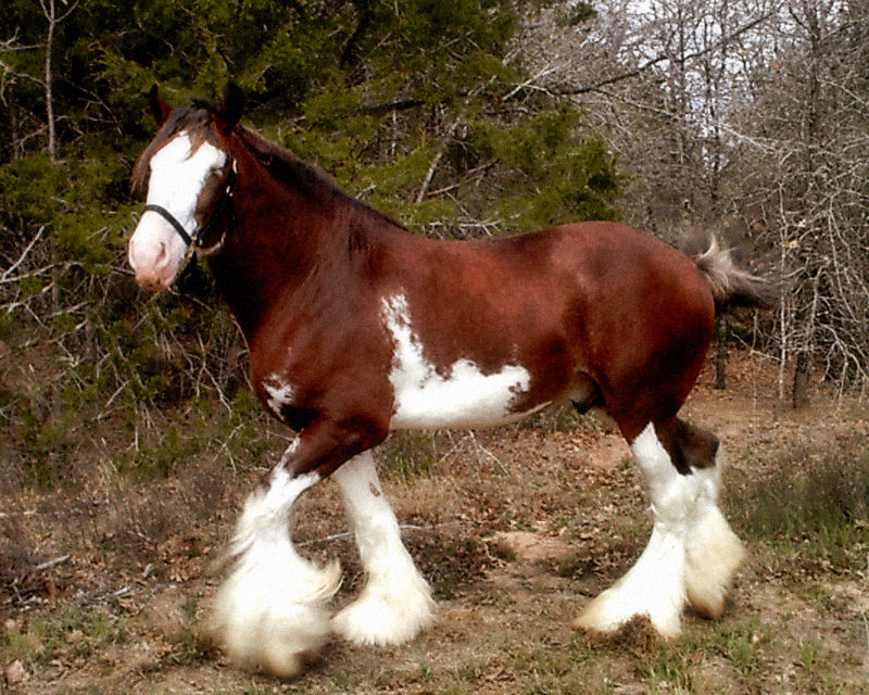 [Clydesdale.jpg]