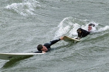 [rescued+dog+by+surfer.jpg]