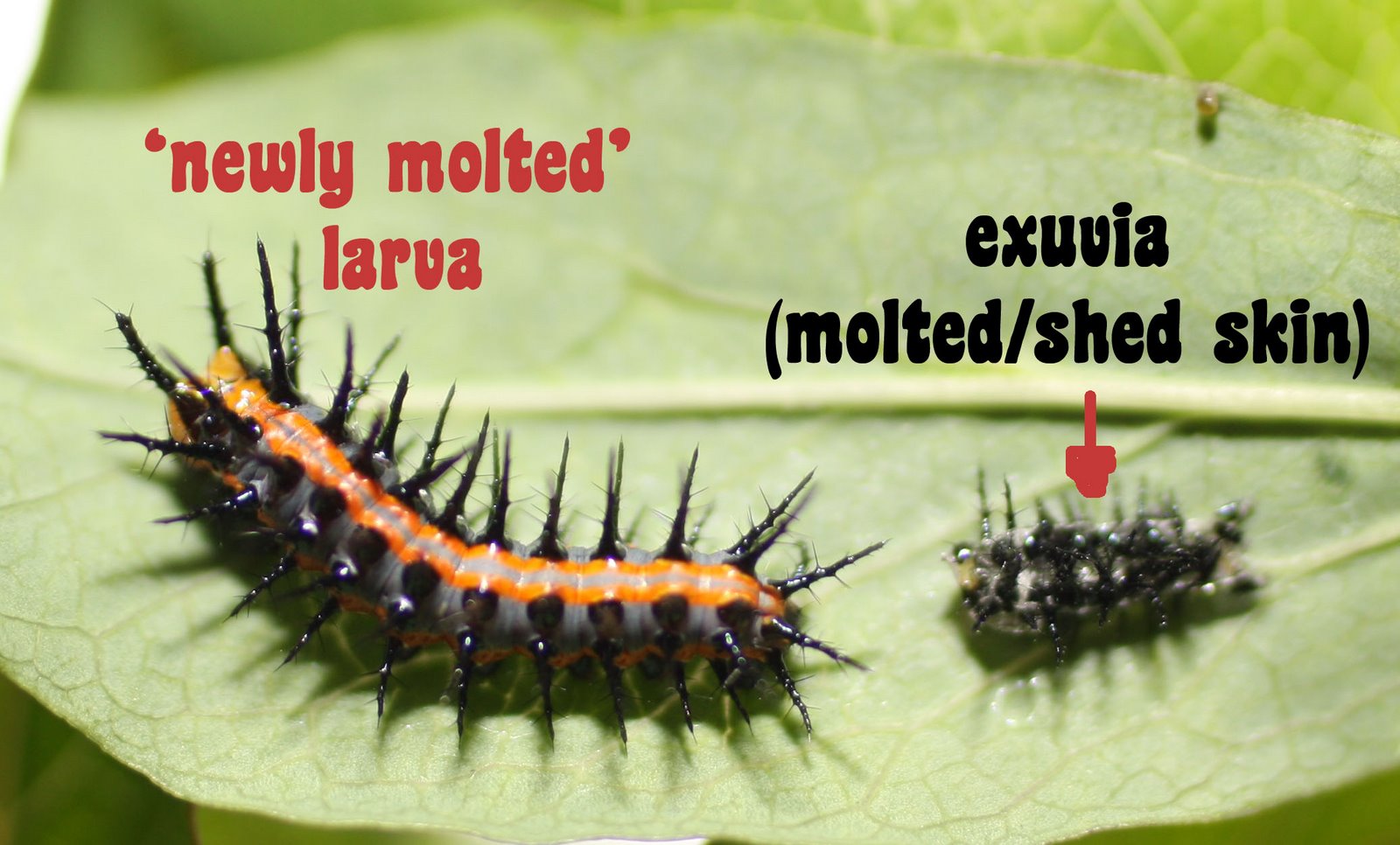 [larva+and+molt1+copy.jpg]