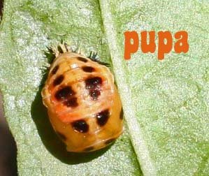 [ladybug+pupa.jpg]