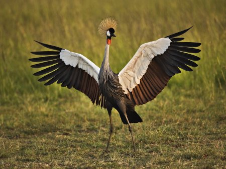 [1213816366_african-crowned-crane-masai-mara-kenya.jpg]
