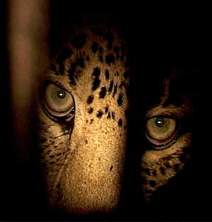 [leopard-eyes.jpg]