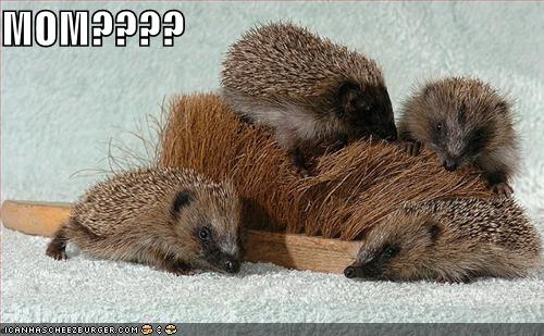 [funny-pictures-porcupine-brush-1.jpg]