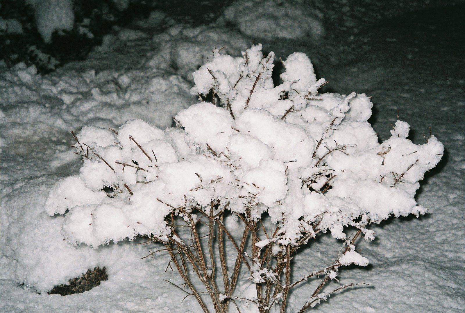 [Snow-encrusted-shrub.JPG]