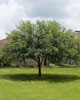 [Jena+High+School+Tree.jpg]