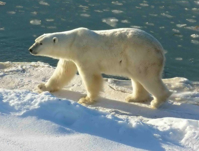 [polar+bear+watching+and+ecotourism.jpg]