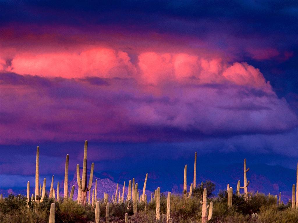 [2007021403260325_Saguaros+and+the+Spring+Storm,+Saguaro+National+.jpg]