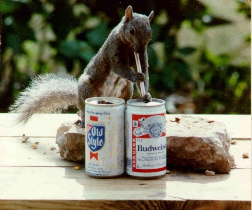 [squirrel+beer.jpg]