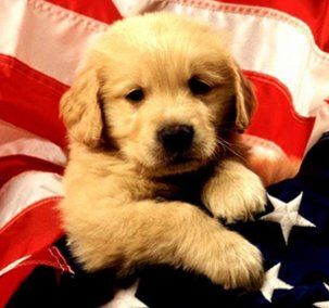 [all-american-dog.jpg]