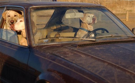 [driving+dog.jpg]